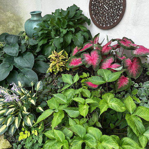 GPOD Carpenter 8 colorful foliage thumb