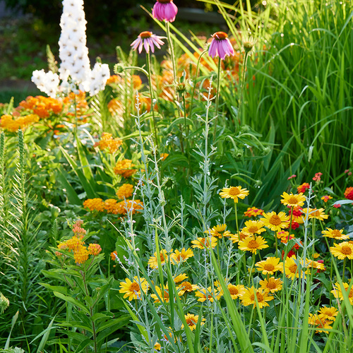 GPOD Coyier June flowers thumb