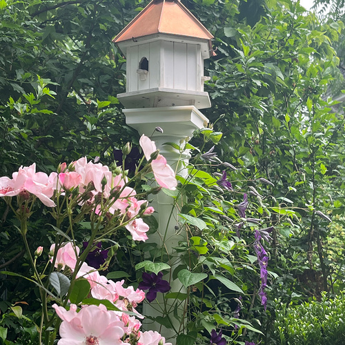 GPOD Gilmour 15 Clematis Jackmanjii and The Charlatan rose thumb