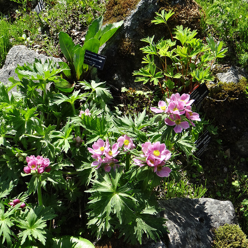 GPOD King 1 7 Anemone narcissiflora thumb