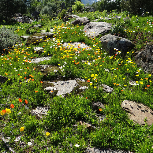 GPOD King 2 4 poppies thumb