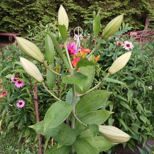 GPOD Lee 2 lily buds in front of flowers thumb