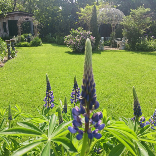 GPOD Lee 4 lupine thumb