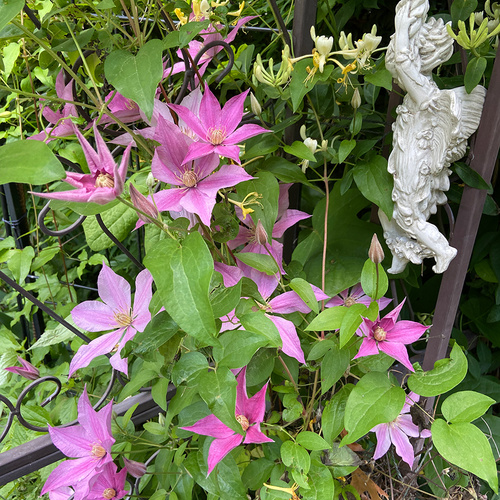 GPOD Lenahan Sally clematis with angel statue thumb