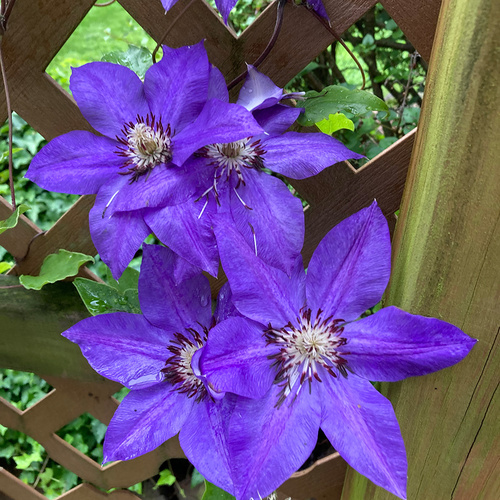 GPOD Lilac 4 purple clematis thumb