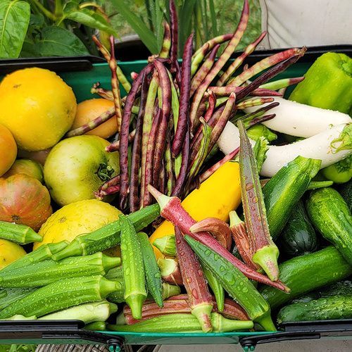 GPOD Moore Dudley 2 veggie harvest thumb