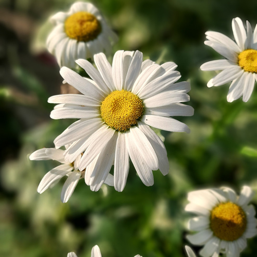 GPOD Morello Leucanthemum C397 superbum thumb