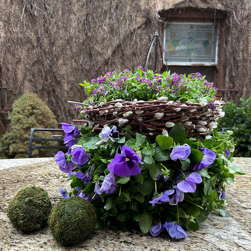 GPOD Nemeroff 2 Ocean Mix pansies container thumb