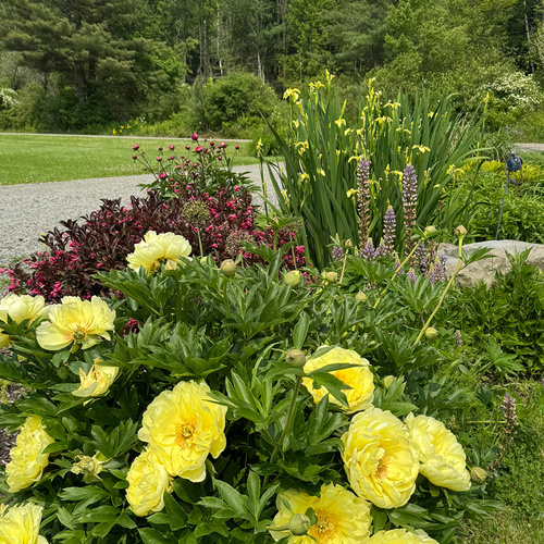 Gpod watkins 1 bartzella itoh peony thumb 1x1.jpg